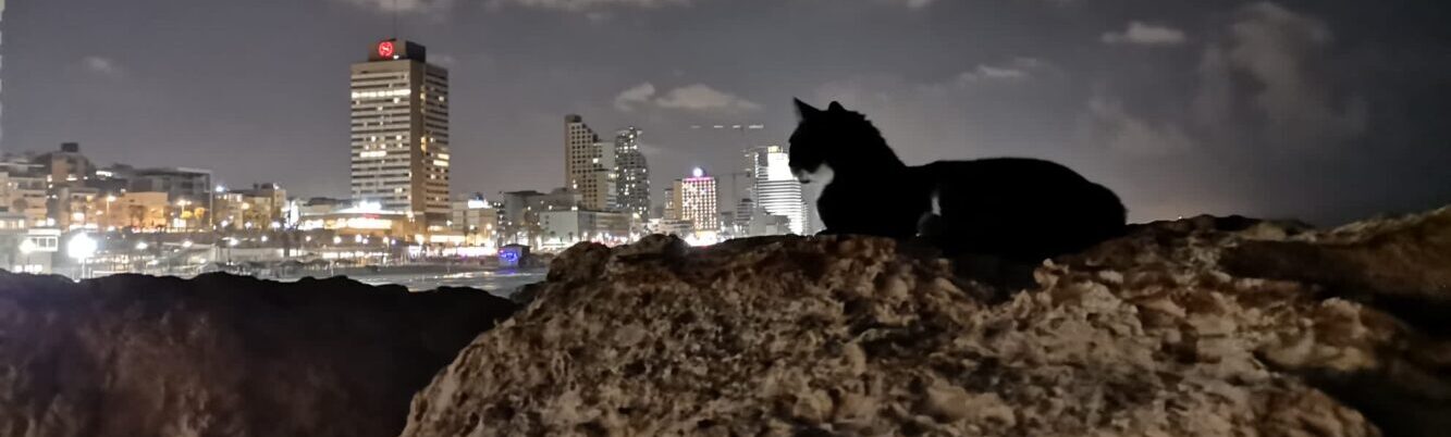 Eine Katze an der Küste Tel Avivs mit Blick auf die Stadt bei Nacht